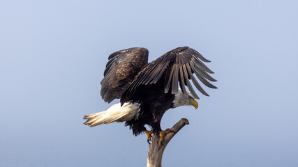 Mature Bald Eagle Stretching Wings and Talons to Land on Driftwood Branch, Homer Spit, Alaska