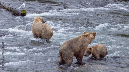 Kodiak brown bear [ursus arctos] mother protecting her cub at Brooks Falls in Katmai National Park Alaska United States