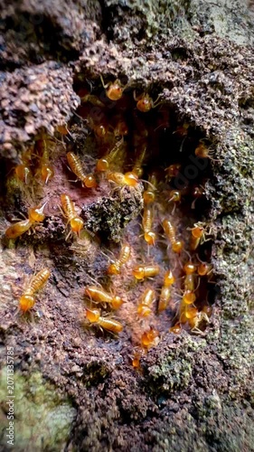 Rare macro footage of multiple termite queens moving inside an active termite colony. Worker termites surround reproductive termites within a natural nest in a decaying tree trunk.