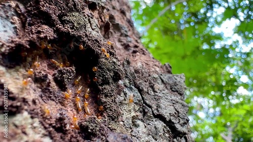 Rare macro footage of multiple termite queens moving inside an active termite colony. Worker termites surround reproductive termites within a natural nest in a decaying tree trunk.