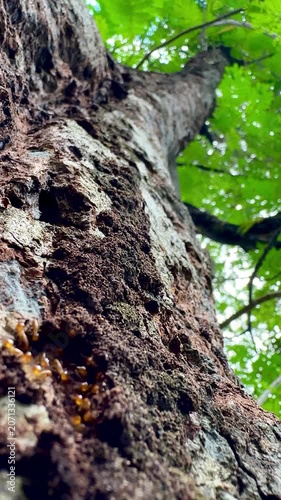 Rare macro footage of multiple termite queens moving inside an active termite colony. Worker termites surround reproductive termites within a natural nest in a decaying tree trunk.