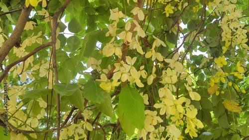 green leaves in the forest
