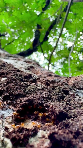 Rare macro footage of multiple termite queens moving inside an active termite colony. Worker termites surround reproductive termites within a natural nest in a decaying tree trunk.