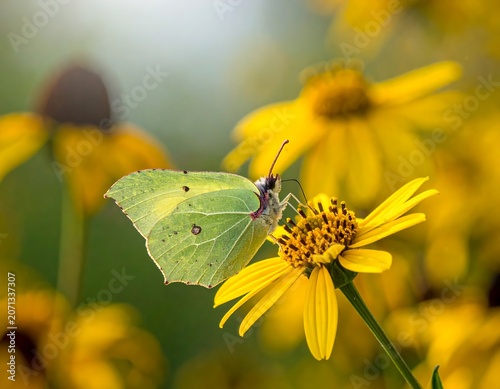 A vibrant brimstone butterfly delicately rests on a bright yellow flower, surrounded by a soft, blurred background of similar blooms