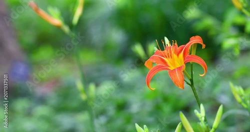 Beautiful orange daylily flower blooming with left copy space
