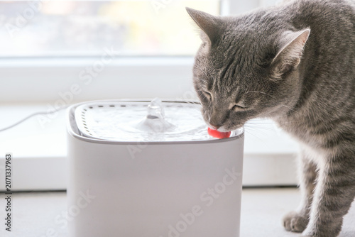 Quadro su tela Cat drinking from automatic water dispenser fountain. Summer heat
