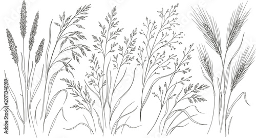 Hand drawn vector wild grass and cereal grains collection with wheat rye barley ears oats isolated on white background vintage line art sketch set