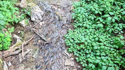 Clear forest stream flows gently through lush green vegetation and rocky terrain. Fresh water, vibrant foliage, and natural textures create a peaceful woodland nature scene