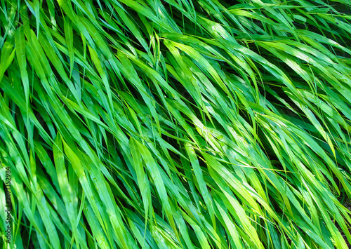 Foto 鮮やかでツヤツヤした新緑のスゲの群生  Vibrant glossy fresh green sedge colony