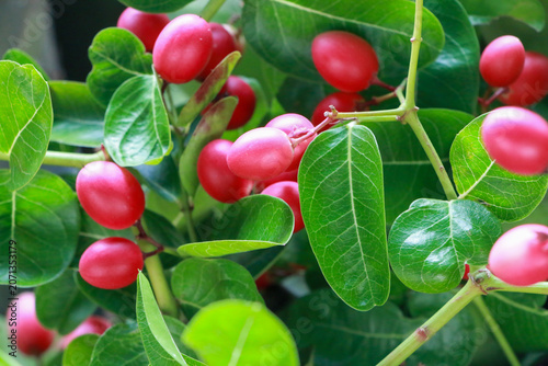 Mango-lime-lemon fruits ripening on branches, bright red color, sour flavor, popular for fresh juice and beverages