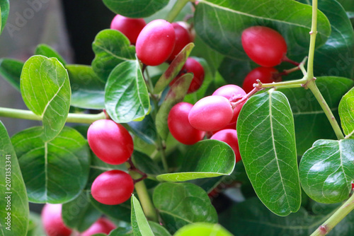 Ripe red mango-lime-lemon fruits with tangy taste, growing naturally, commonly used for refreshing juice drinks