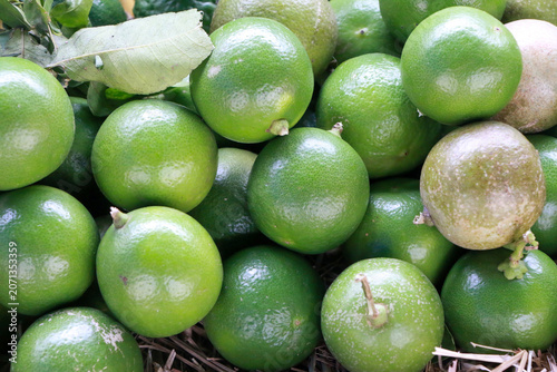 Large pile of ripening green lemons with a tangy sour flavor, fresh citrus fruit popular for cooking and juice making.