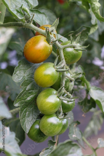 Organic tomatoes in red and green stages of ripening, grown without pesticides, farm-fresh quality