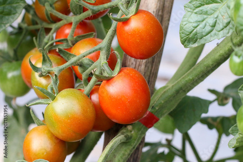 Fresh organic tomatoes turning from green to red, sustainable pesticide-free farm, nutritious produce concept