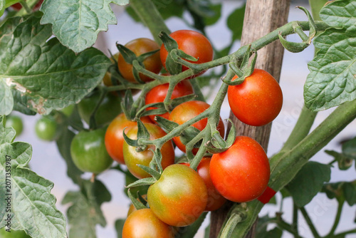 Red and green tomatoes maturing naturally on an organic farm, chemical-free cultivation, abundant harvest scene