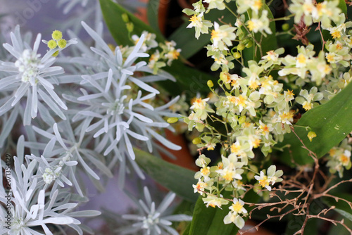 Small, colorful flowers are perfect for design backgrounds.