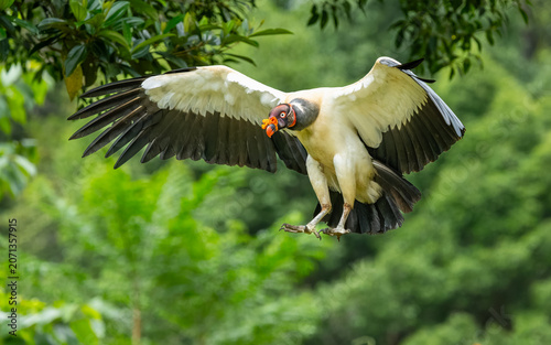 Königsgeier (Sarcoramphus papa) am Rio San Carlos