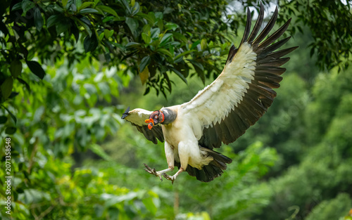 Königsgeier (Sarcoramphus papa) am Rio San Carlos