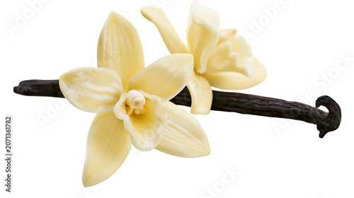 Cuadro en lienzo Delicate vanilla orchid flower with dark bean pod, isolated on transparent backg