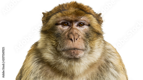 Fotografie Barbary macaque monkey face with brown fur, isolated on transparent background