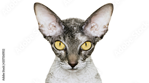 Valokuva Cornish Rex cat with large ears and yellow eyes, isolated on transparent backgro