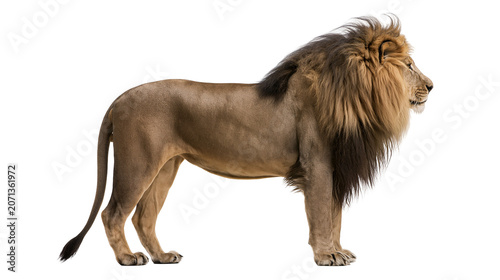 Foto Majestic male lion with full mane standing profile, isolated on transparent back