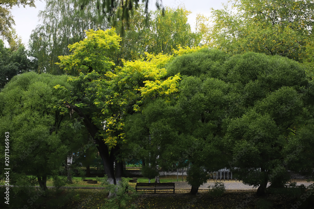 Obraz premium Autumnal park with bench. Falling leaves. Focus on bench
