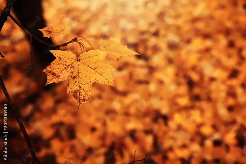 Fototapeta premium Lively closeup of falling autumn leaves with vibrant backlight from the setting sun
