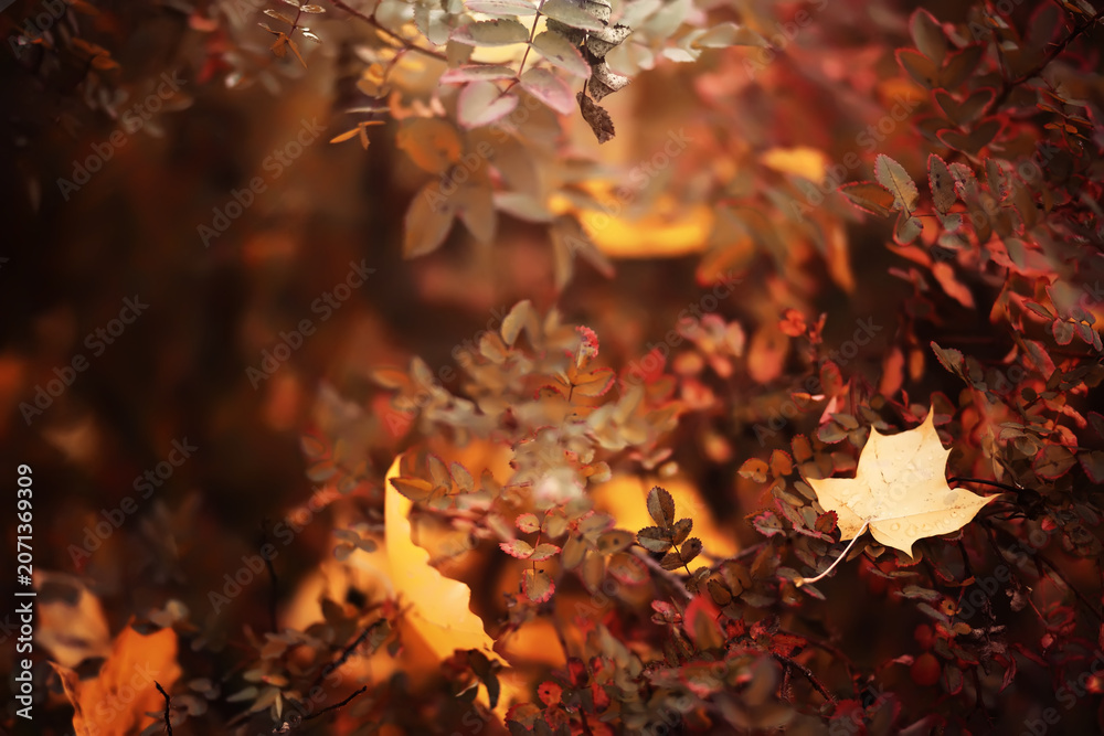 Fototapeta premium Lively closeup of falling autumn leaves with vibrant backlight from the setting sun