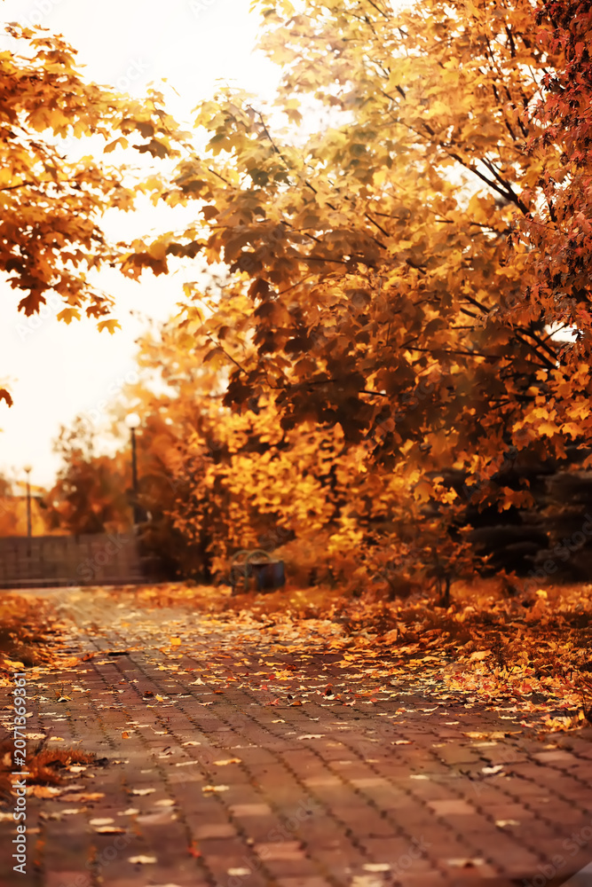 Fototapeta premium Lively closeup of falling autumn leaves with vibrant backlight from the setting sun