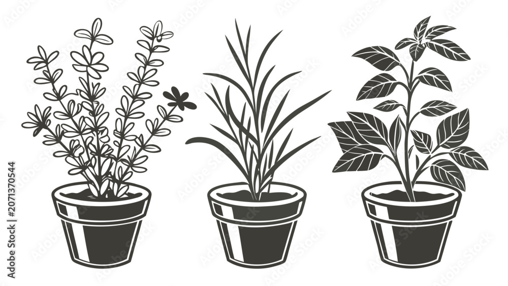 Fototapeta premium Three potted houseplants in decorative pots isolated as black and white botanical vector illustration