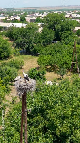 White Stork Nesting on Utility Pole Above Rural Village Landscape (1)