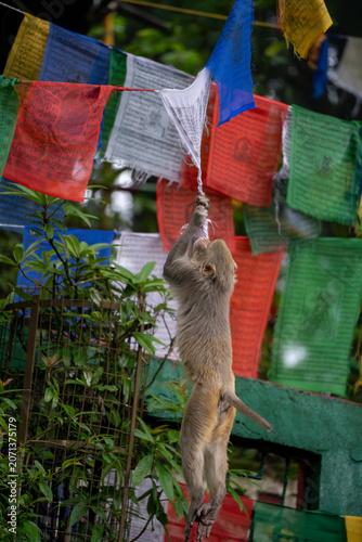 Rhesus macaque spinning and playing on the flag at the temple