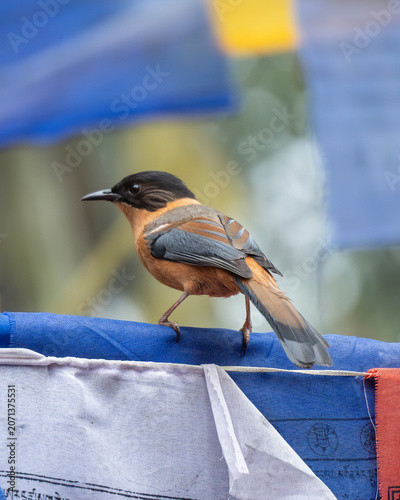 The rufous sibia (Heterophasia capistrata) is a species of bird in the family Leiothrichidae. It feeds on berries and insects.