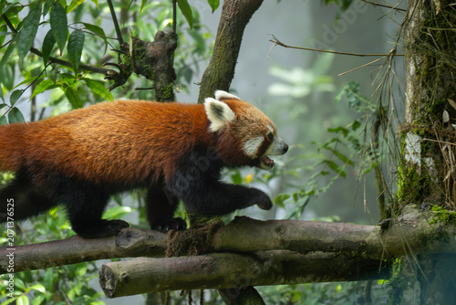 Canvas Print Red panda walking the in tree at darjeeling zoo