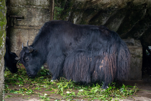 Fotografia The Himalayan yak (Bos grunniens) is a highly resilient, long-haired bovid native to the high-altitude regions of the Himalayas and the Tibetan Plateau
