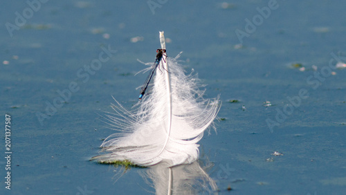 white feather on blue background