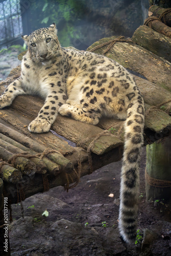 The snow leopard is a species of large cat in the genus Panthera of the family Felidae.
