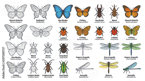 Konstfotografi Insects Butterflies Beetles Dragonflies Collection.