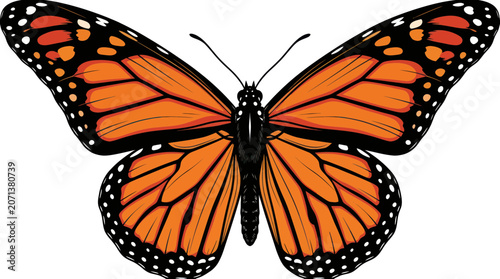 Obraz na płótnie Monarch butterfly wings spread wide open.