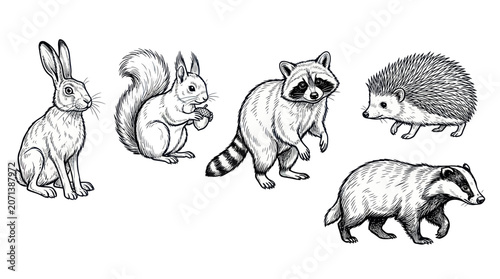 Fotografía Group of forest animal friends together.