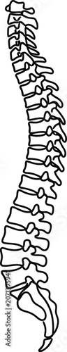 Konstfotografi Anatomical illustration of a human spinal column showing vertebrae