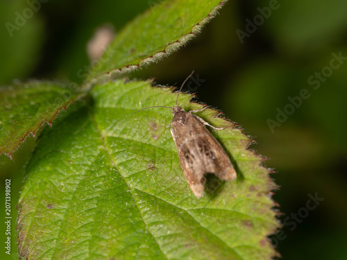 Bio Diversity - Olethreutes arcuella - Leafroller Moth on Green Leaf