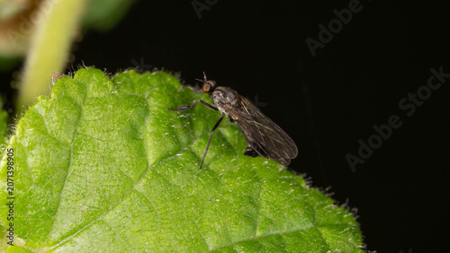 Bio Diversity - Empididae - Dance Fly on Green Leaf