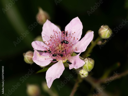 Pink Wild Rose Flower with Small Beetles - Macro Blossom in Natural Habitat