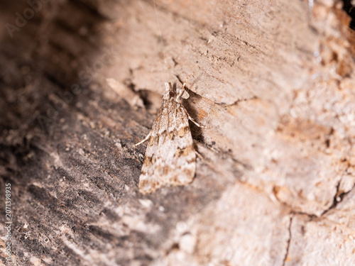 Bio Diversity - Scoparia ambigualis - Camouflaged Moss Moth on Wood