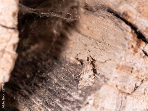 Bio Diversity - Scoparia ambigualis - Camouflaged Moss Moth on Wood