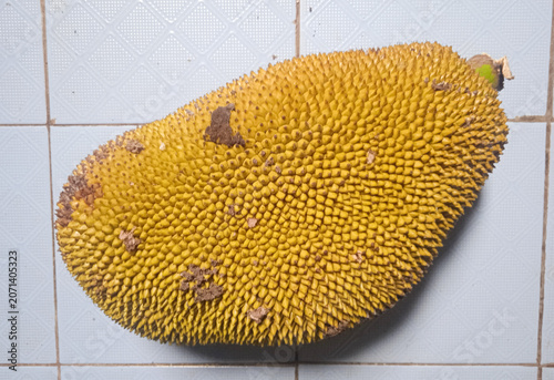 young jackfruit on a blue ceramic tile floor