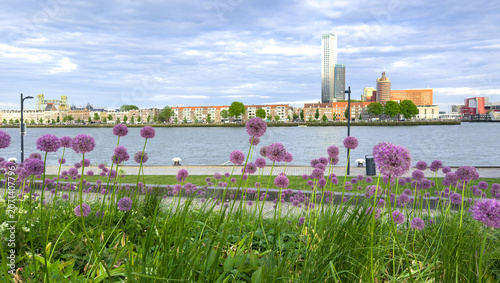 Foto Purple alliums along Rotterdam waterfront with modern skyline under cloudy sprin