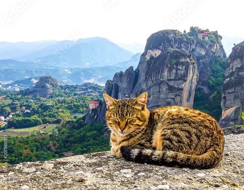 Cat Sleeping Meteora Rocks.